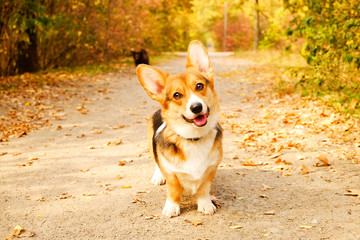 Pembroke welsh corgi on a walk in the park on nice warm autumn day. Two different breed dogs playing outdoors, many fallen yellow leaves on ground. Copy space, background.