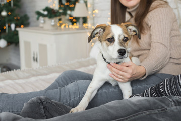 Beautiful smiling couple with their pup at home, Christmas holidays