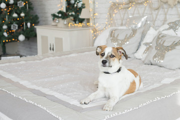 Beautiful puppy posing near a Christmas tree, holiday concept