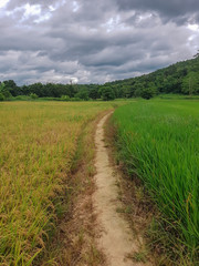 Fototapeta na wymiar Green rice fields and blue sky and white clouds background.feel good green field.