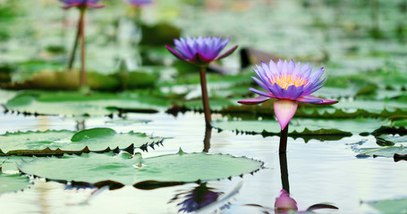 beautiful purple lotus , a water lily flower in pond