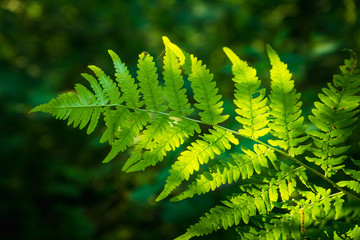 Beautiful fern leaves in the forest. Selective focus.