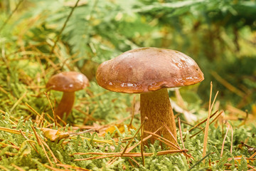 mushroom in forest