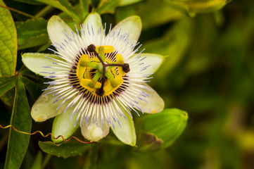 Passiflora incarnata blossom flower