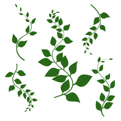 Vector green branches with green leaves and curls, isolated on white background. Vector illustration. Decorative branches. Lianas