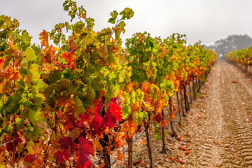 Naklejka premium Les vignobles en automne, les feuilles vertes, jaunes, rouges. Lever de soleil, brume de matin. Provence, France. 