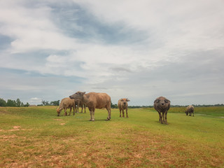 Buffalo walking and eating  in the green field.