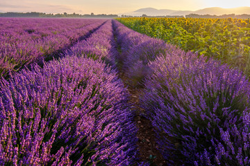 Fototapeta na wymiar Champ de lavande et de tournesols en fleurs, lever de soleil. Plateau de Valensole, Provence, France. 
