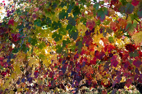 vines and vines of lambrusco grasparossa castelvetro levizzano