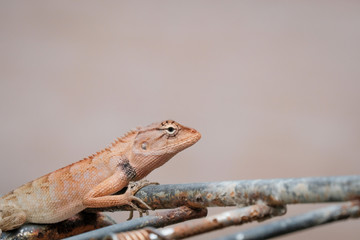 Closeup lizard with copyspace for you design, Animal concept.