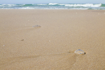 Jellyfish on the sand at the beach