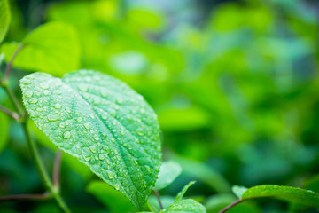 Leaves of Actinidia kolomikta. Selective focus. Shallow depth of field.