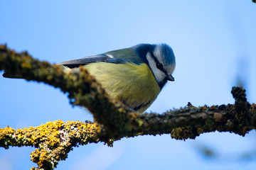 blue tit on branch