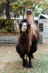two humped camel at the zoo