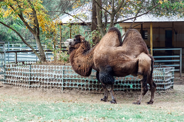 two humped camel at the zoo