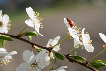 ladybug © Rico