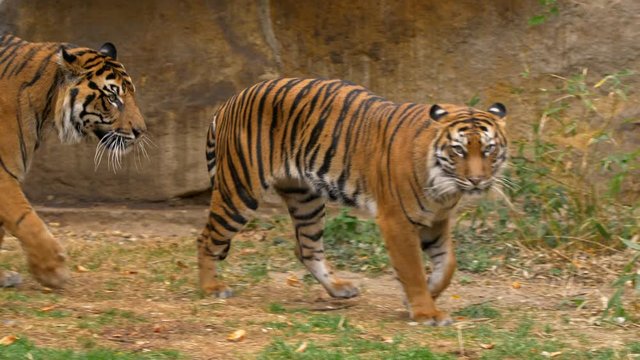 Sumatran tiger (Panthera tigris sondaica) couple
