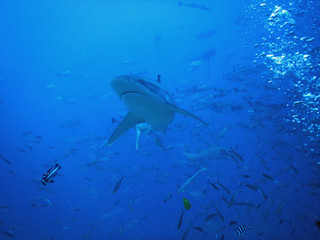 Bull shark in Fiji - 230428205