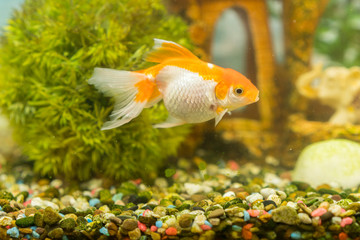 Goldfish in freshwater aquarium with green beautiful planted tropical. fish in freshwater aquarium with green beautiful planted tropical.