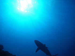 Shark silhouette in Fiji - 230428227