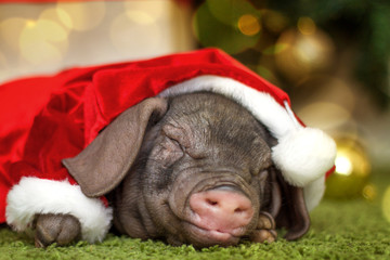 Fototapeta na wymiar Christmas and new year card with cute newborn santa pig in gift present box. Decorations symbol of the year Chinese calendar. fir on background - holidays, winter and celebration concept