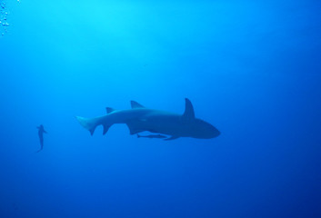 Bull shark from below - 230428238