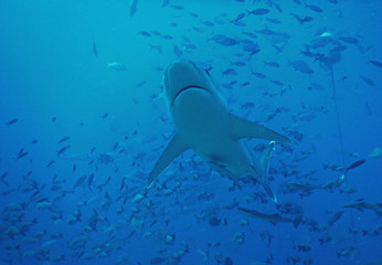 Bull shark from below - 230428251