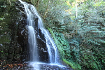秋芳白糸の滝　山口県　日本
