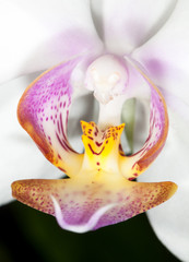 Phalaenopsis Orchidee