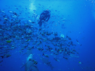 Diver, sharks and school of fish - 230428289