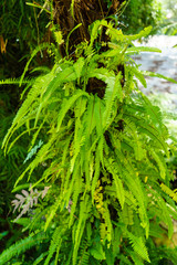 Beautiful fern leaves in the forest. Selective focus.