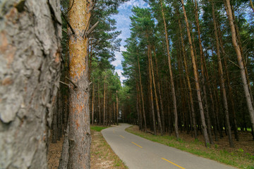 Pathway running through forest