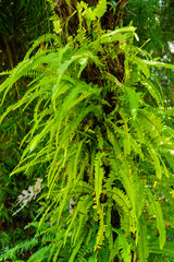 Beautiful fern leaves in the forest. Selective focus.