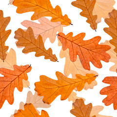 Naklejka na ściany i meble Seamless pattern of autumn oak leaves, isolated on white background.