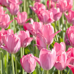 Obraz premium beautiful pink tulips blooming in the summer sunny field