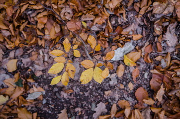 Colorful leaves on the ground near or after sunset