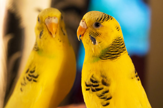 Fototapeta Yellow budgerigar (Melopsittacus undulatus) close up portrait. Female seating in front of mirror and speaking with his imaginary friend