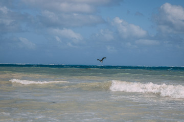 waves by ocean coastline with bird flying