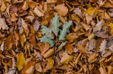 Colorful leaves on the ground - green oak and orange leaves