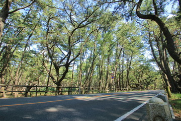 虹の松原　車道　佐賀県　日本