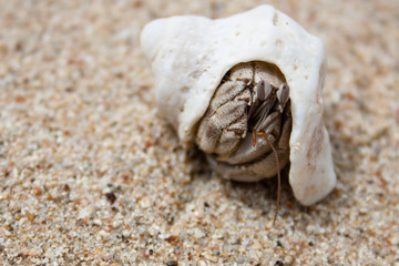 hermit crab on beach