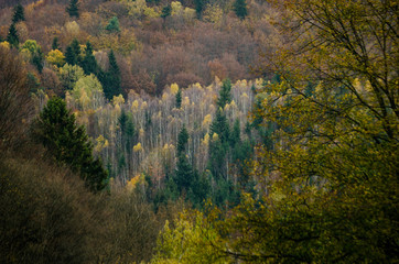 Obraz premium Autumn forest textures - in the Slovakian mountains