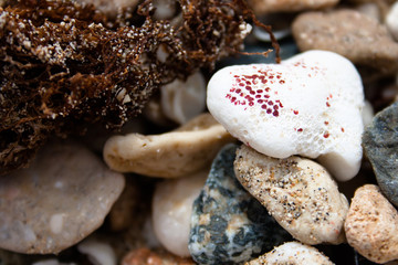 stones and dead coral