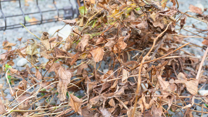 除草剤によって枯れた草木