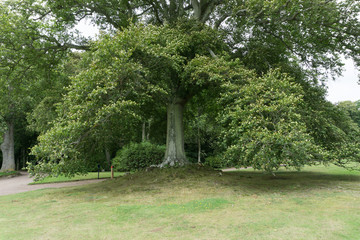 Old Tree