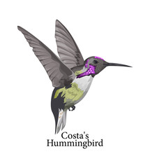 Costas Hummingbird wild bird with beautiful feather