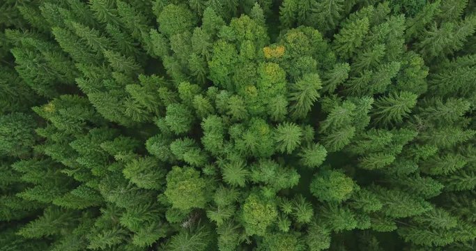 4k aerial view of spruce tree forest in late summer  - environment conceptual