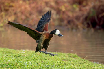 dendrocigna faccia bianca in atterraggio