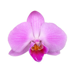 Flower of a purple Phalaenopsis orchid isolated