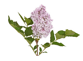 Stem with light purple lilac flowers isolated against white © sbgoodwin